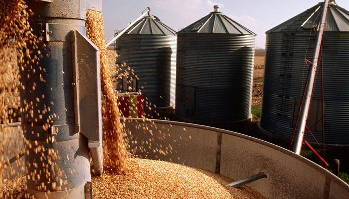 como-manejar-pragas-de-graos-armazenados-de-milho-e-soja.jpg